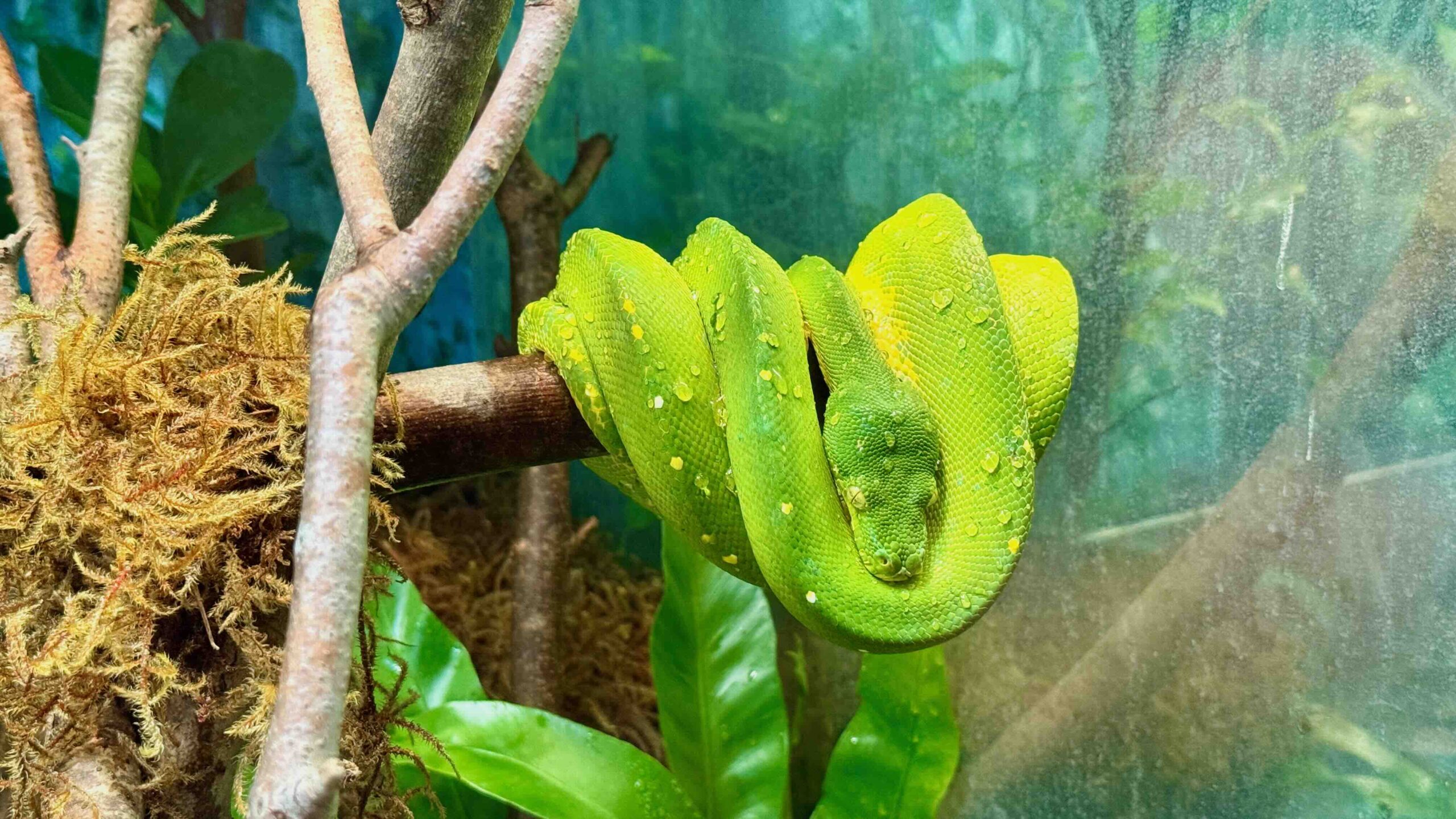 Green tree python, Toronto Zoo, Australasia region. My photo albums.